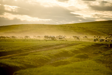 Mongolia flock