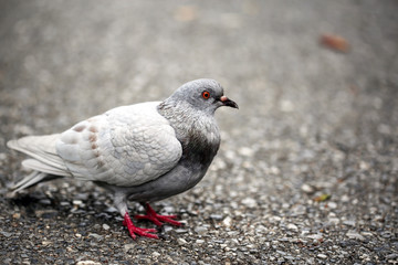 Obraz premium Close up with Gray pigeons