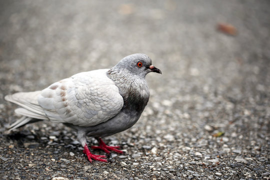 Close up with Gray pigeons