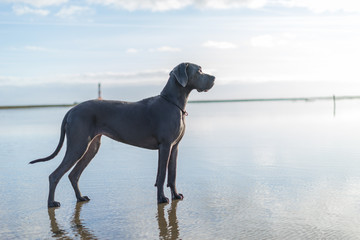 The Greatdane at the Sea © Ben.Photoholic