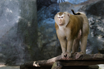 Naklejka premium Image of Pig-tailed Macaque monkeys on nature background. Wildlife Animals.