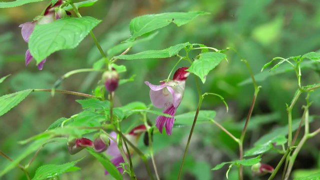 Parrot flower. (Impatiens psittacina)