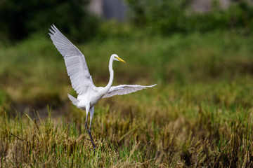 Image of Great Egret(Ardea alba) flying on the natural background. Heron, White Birds, Animal.