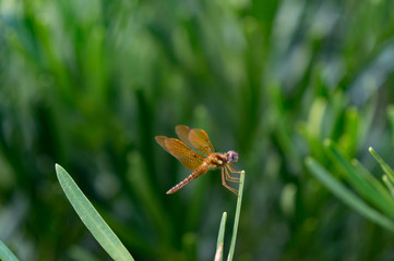 brown dragonfly with blue eyes