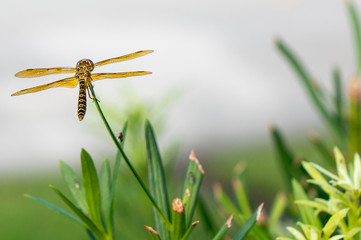 brown dragonfly with blue eyes