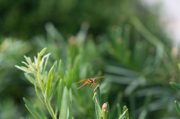 brown dragonfly with blue eyes