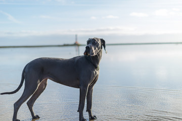 The Greatdane at the Sea © Ben.Photoholic