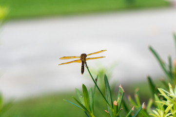 brown dragonfly with blue eyes
