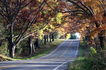 Obraz premium Country road under fall colors.