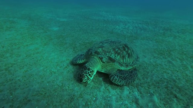 young Green Sea Turtle (Chelonia mydas) eats the sea grass on a sandy bottom, Red sea, Marsa Alam, Abu Dabab, Egypt
