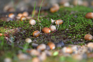 acorn