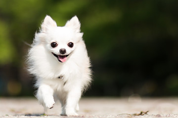 チワワのお散歩