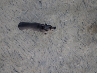 The Greatdane at the Sea © Ben.Photoholic