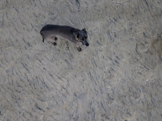 The Greatdane at the Sea © Ben.Photoholic