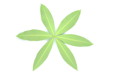 Alstonia scholaris natural green leaf.