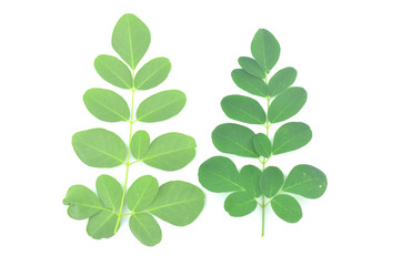 Moringa leaves are green herbs.