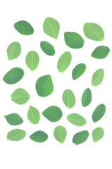 Moringa leaves are green herbs.