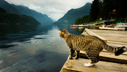 Domestic shorthair tabby cat standing on dock on mountain lake