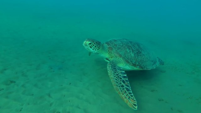Young female Green Sea Turtle (Chelonia mydas) swims over the sandy bottom, Red sea, Marsa Alam, Abu Dabab, Egypt
