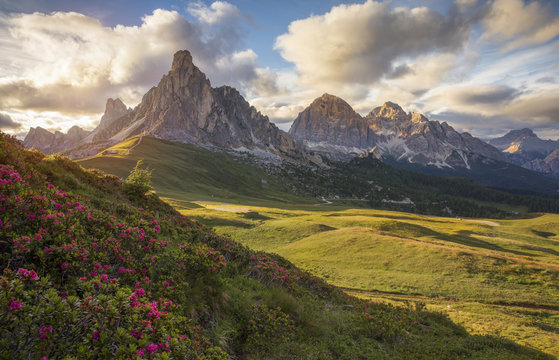Flowering rhododendrons at Giau Pass Dolomites, Italy