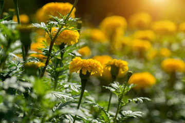 Obraz na płótnie Canvas Yellow marigolds flower in the garden.