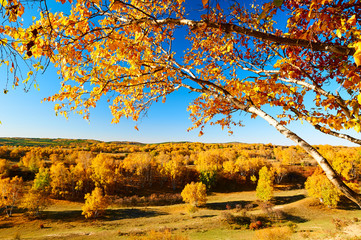 The golden color white birch scenic