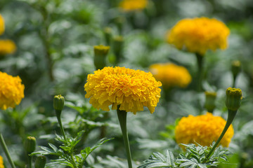 Yellow marigolds flower in the garden.