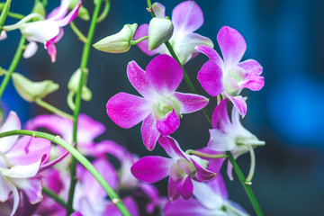 Fototapeta na wymiar Purple orchids are blooming with buds.
