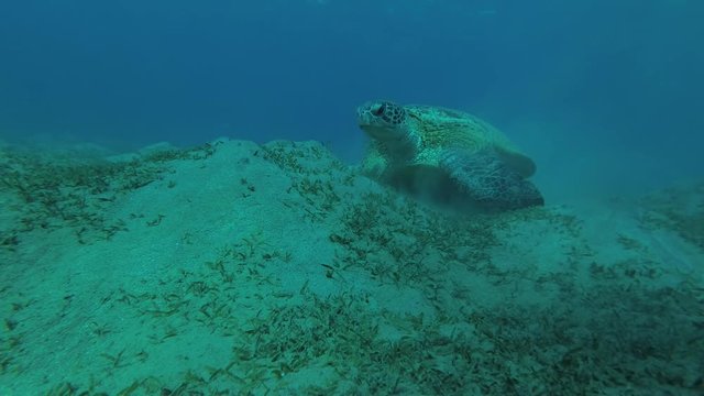 Big Green Sea Turtle (Chelonia mydas) with Remora fish (Echeneis naucrates) eats the sea grass on a sundy bottom, Red sea, Marsa Alam, Abu Dabab, Egypt
