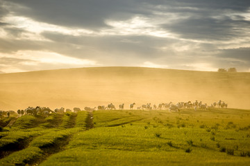 Obraz premium Mongolia flock