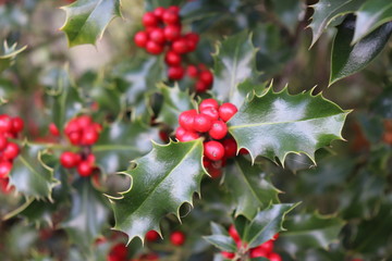 Fototapeta premium Ilex, or holly, It is a genus of small, evergreen trees with smooth, glabrous, or pubescent branchlets. The plants are generally slow-growing