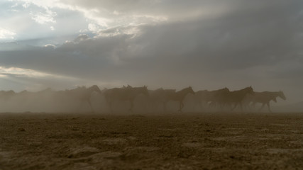 Horses run gallop in dust