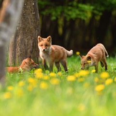 キタキツネの子供