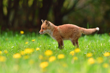 キタキツネの子供