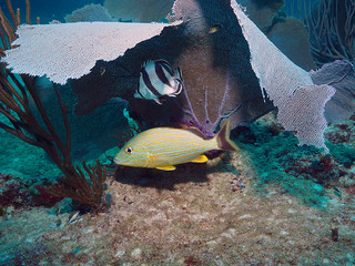 Banded Butterflyfish