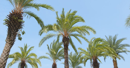 Palm Tree and clear blue sky