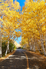 Fototapeta premium The golden color white birch scenic