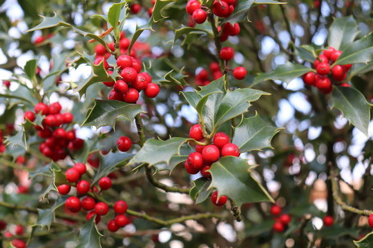 Ilex, or holly, It is a genus of small, evergreen trees with smooth, glabrous, or pubescent branchlets. The plants are generally slow-growing