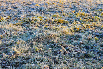 First morning frost on a green plants