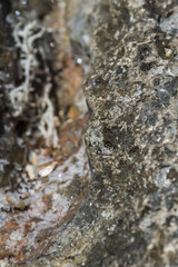 Unterwasserwelt: Meerestiere und Pflanzen unter wasser