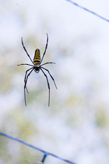 Giant Wood Spider, Golden Orb Web Spider on Web