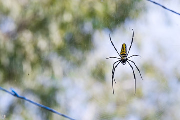 Giant Wood Spider, Golden Orb Web Spider on Web with Trees in Background