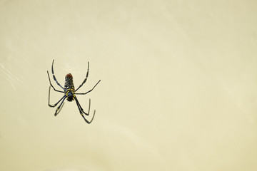 View From Below of Giant Wood Spider, Golden Orb Web Spider on Web
