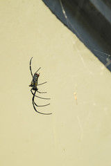 Side View of Giant Wood Spider, Golden Orb Web Spider on Web