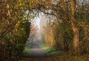 Path under Fall Canopy