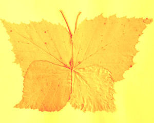 butterflie from dry leaves on a light yellow background, composition, applique, minimal art