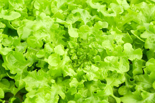 Fresh green oak and red oak salad, healthy salad leaf