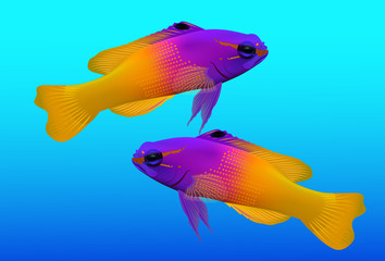 Fototapeta premium Dwukolorowy Dottyback (Pictichromis paccagnella), ryba