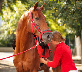 Obraz premium Jockey checks horse harness