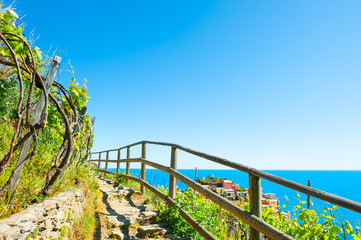 Pathway in vineyards, beautiful sea view. - obrazy, fototapety, plakaty